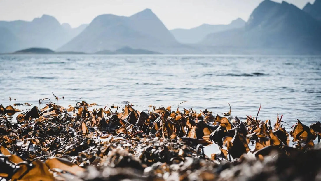 Kelp-med-jod-Naturlig-støtte-for-stoffskiftet-og-hormonbalansen-i-overgangsalderen Aarja Health Norge