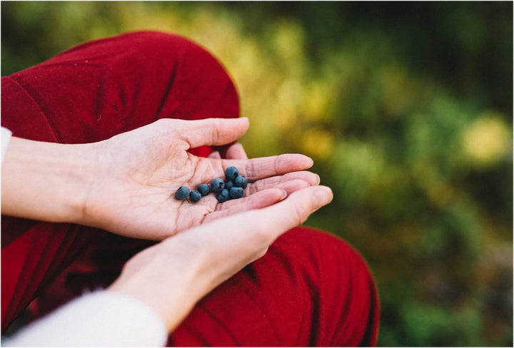 Blåbär - Den Riktiga Nordiska Supermaten (inkl. Smoothie Recept) Aarja Health Norge