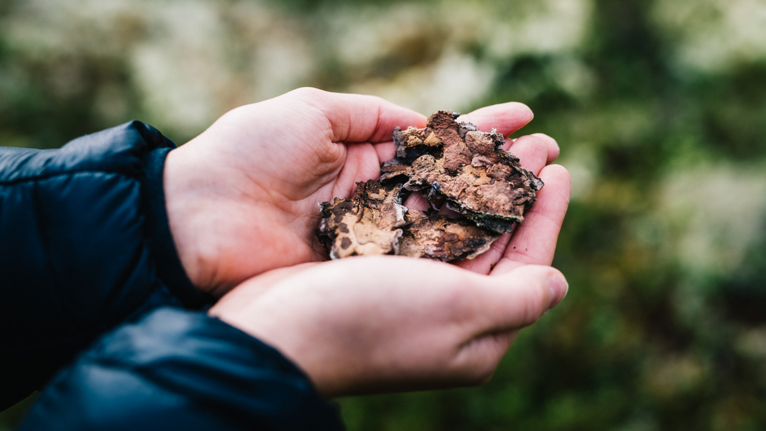 Vi deler samisk visdom: 4 Nordiske Superfoods Du Ikke Visste Om