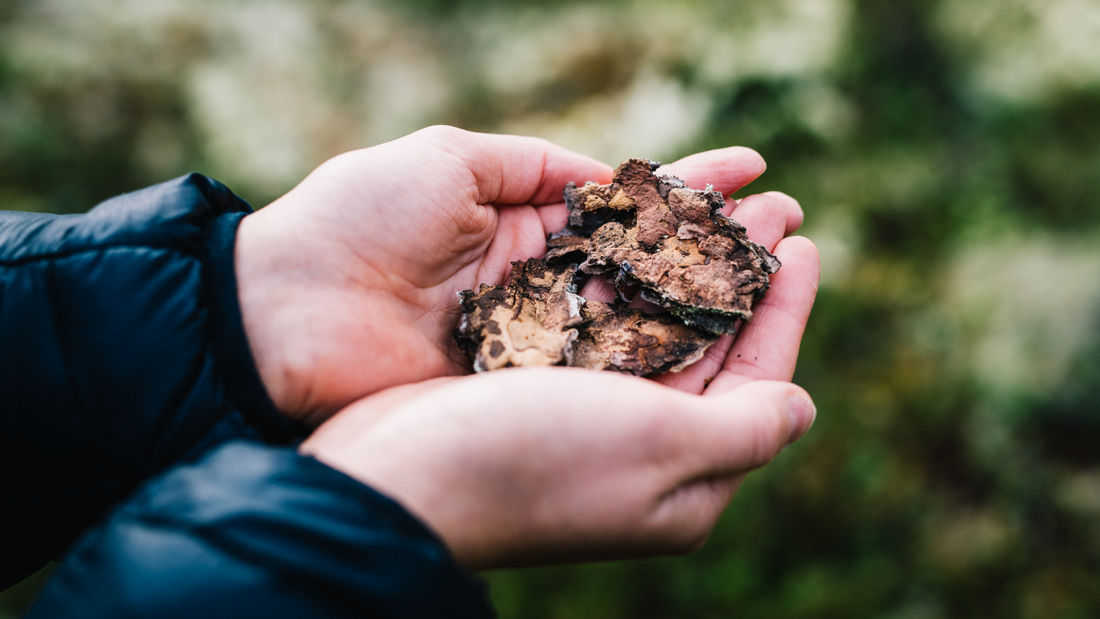 På bildet er det et par hender som holder chaga, en av de nordiske superfoods