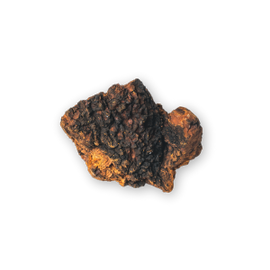 Chaga
